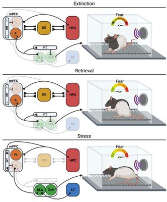 Neural circuits for the adaptive regulation of fear and extinction memory